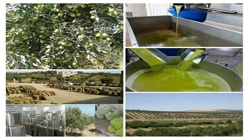 لص الزيتون .. أردوغان