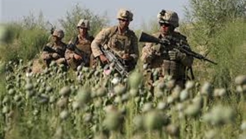 خشخاش طالبان وقات