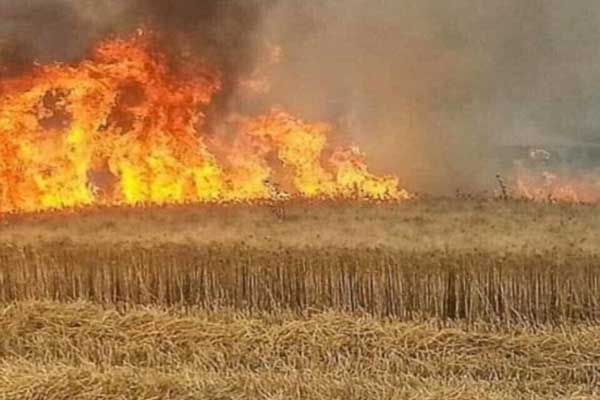 حرق مزارع العراق