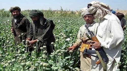 ولاية المخدرات